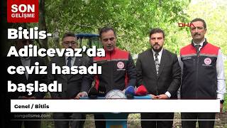 Bitlis- Adilcevaz’da ceviz hasadı başladı