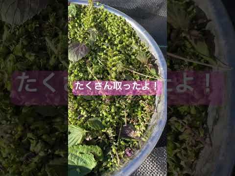 自然薬局：薬草園に絶対に入れておきたい、自分を癒す20の植物  庭園