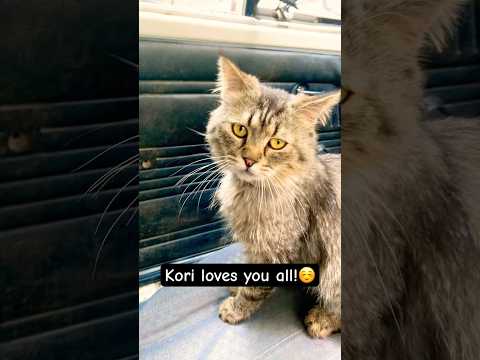 Kori‘s got a message for you!☺️#adorable #cat #pets #kori