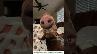 DobermanSerious dog,silly moments #dog #dogsof#dog