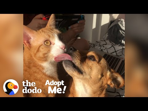 Adorably Bonded Dog And Cat Are Looking For A Home Together  | The Dodo  Adopt Me!