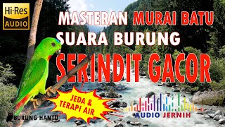 Download lagu Masteran Murai Batu Suara Burung Serindit Gacor Rapat mp3
