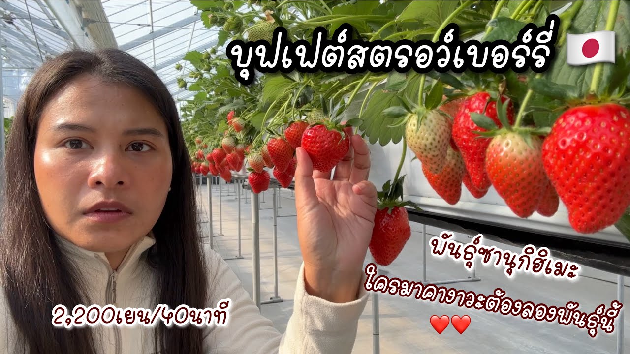 สวน🍓นี้สะอาดและสวยมาก ค่าเข้า2,200เยน 40นาที / สวน がっこうのイチゴ園 จ.คากาวะ