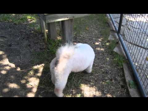 Jax, an adopted Bichon Frise in Houston, TX_image-1