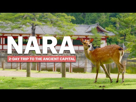 NARA 的基本要素 | 2 天之旅 (Essentials of NARA | 2-Day Trip)