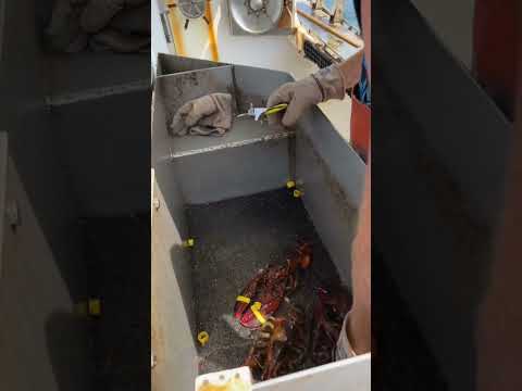 縞模様のメインロブスター