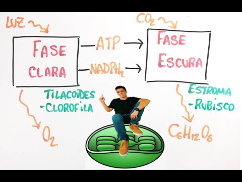 Photosynthesis - Summary Professor Gustavo Schmidt