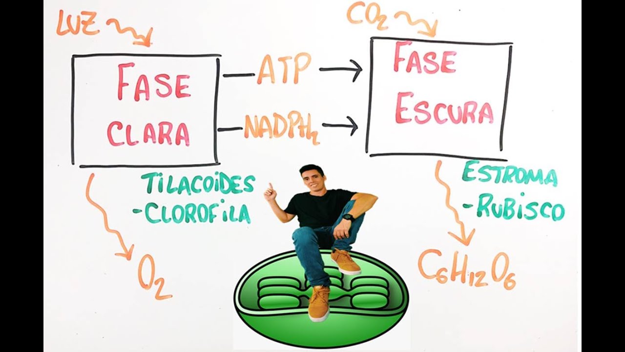 Fotossíntese - Resumo Professor Gustavo Schmidt