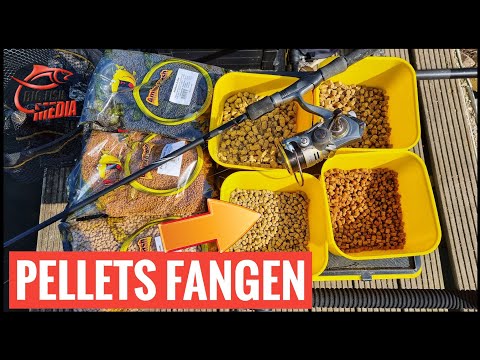 Pellets fürs Angeln auf Friedfisch - Diese Sorten braucht man | Tipps vom Profi