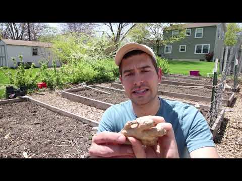 How to Grow Ginger - Complete Growing Guide
