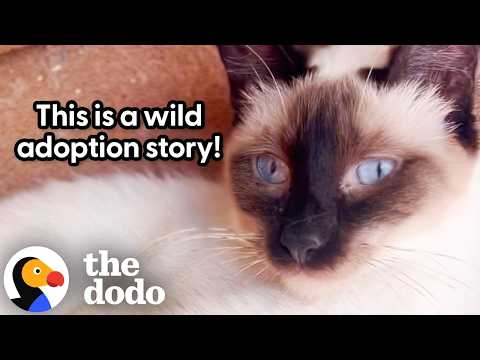 Dodo Fans Travel To Morocco To Adopt Cats From Their Favorite Rescuer | The Dodo