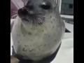 Seal clapping