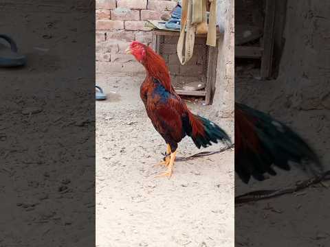 Aseel Murga Ki Awaaz Compilation Asil Rooster Crowing Sound Effect By Top One Pets TV #sohailmalik