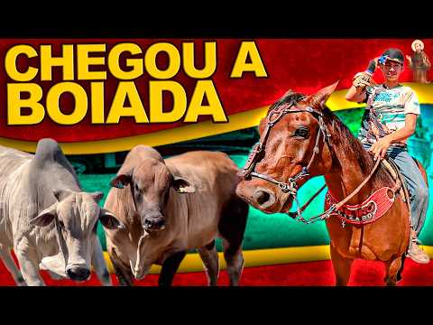 Boiada da DISPUTA chegou na VAQUEJADA