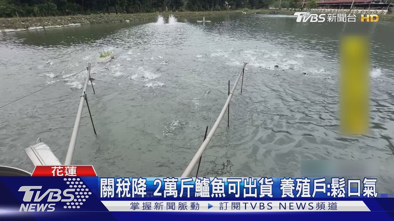 關稅降 2萬斤鱸魚可出貨養殖戶:鬆口氣