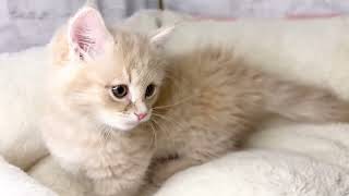 マンチカンの動画01