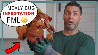 How-To Deal With A Mealy Bug INFESTATION (FML!) Without Throwing Your Houseplant Away! #MealyBugs