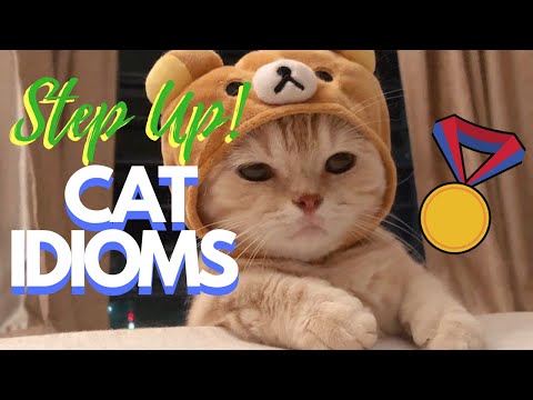 English Vocabulary: Cat Idioms
