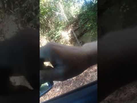 Tyrant in Russell Co. Alabama Sgt .Couch  # 5716