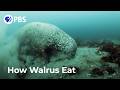 How Walruses Really Eat Clams