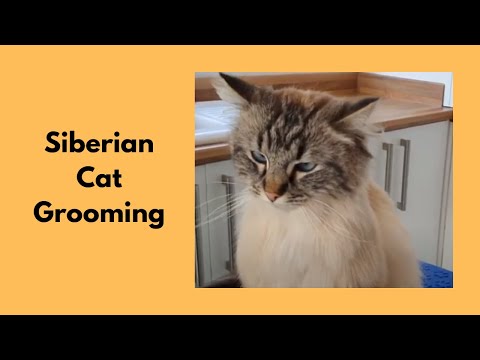 Siberian Cat Grooming