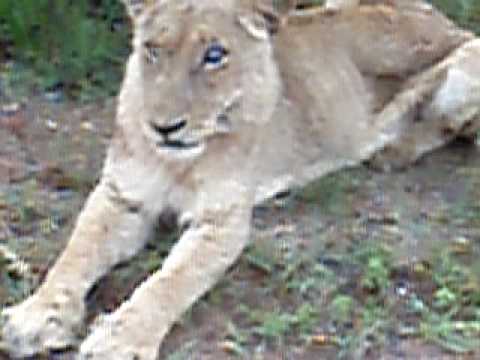 TB-ridden injured lion, South Africa