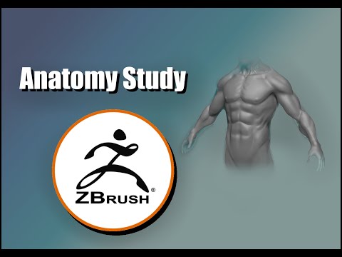 Anatomy Study Zbrush -Torso