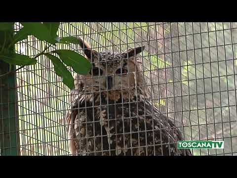 2018-07-21 PRATO - CSN RINASCE, 4 RONDONI RIMESSI IN LIBERTÀ