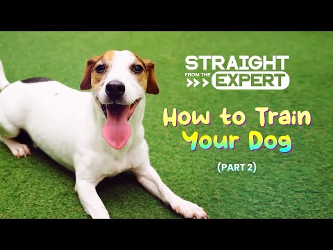 'Straight from the Expert: How to Train Your Dog' Part 2 (Teaser)