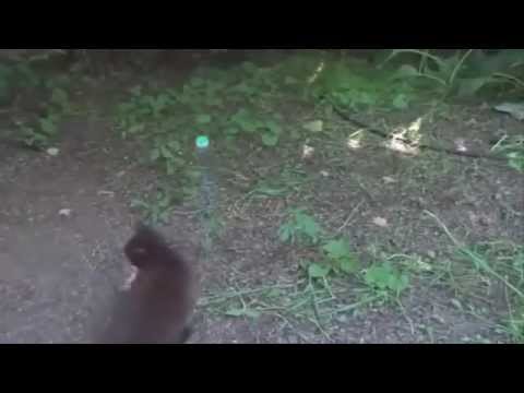 New Funny Cats Video 2015   Funny Cats   Funny Animals   Funny Vines   Funny Videos 2015