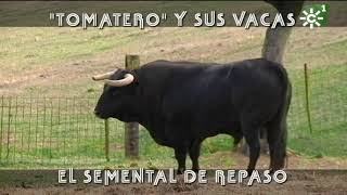 Toro semental de Torrehandilla huele a un kilómetro a las vacas en celo | Toros desde Andalucía