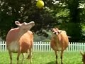 Anchor Butter Presents Cow Soccer TV Commercial HD