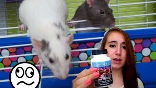 how to cure a respiratory infection in rats