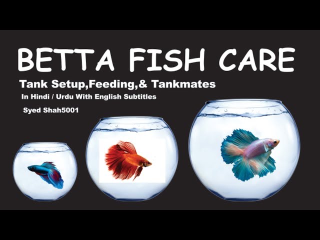 How to care Betta fish care and guide in Hindi Urdu with English subtitles