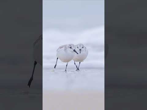 Beach Birding | Quiet Moments by the Sea | Vogelfotografie