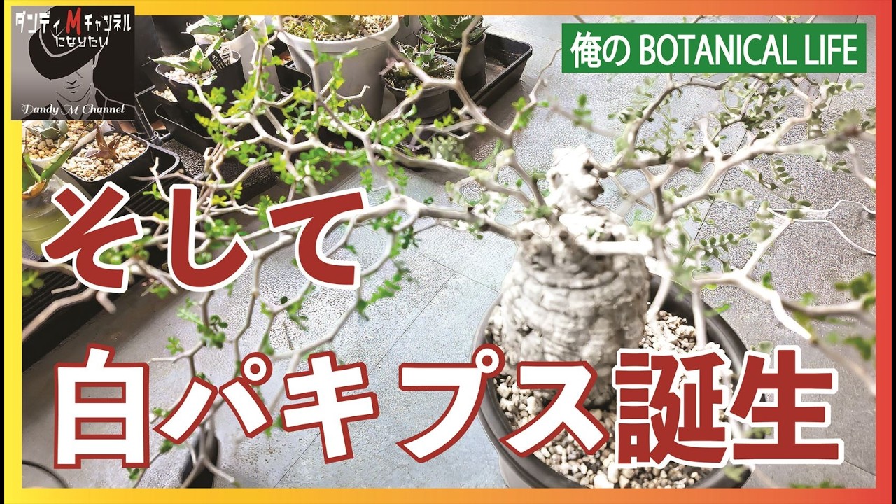 やばいパキプス（後編）そして白パキプスが出来上がった　調子が悪かったのは結局〇〇か！