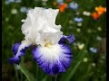Where Have All the Flowers Gone _ Olivia Newton John