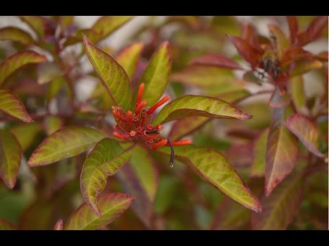 Growing and Care Tips for Hamelia Patens Video