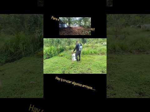 en busca de las ranas cristal! el árbol más viejo de bahía Solano! choco, colombia #colombia #selva