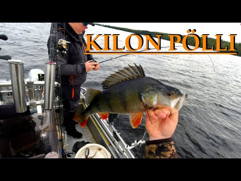 SYKSYN PARASTA AHVENTA(KILON YLITYS 42cm) - KAUHIA SATTUMAHAUKI