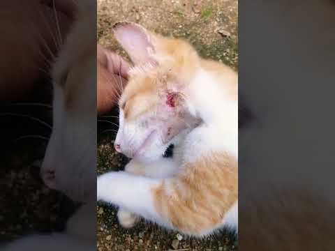 Treatment for cat wound with Powder#shorts #cat #sinhala