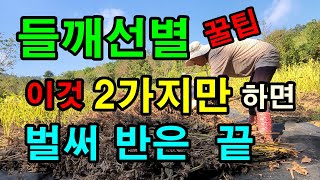 들깨털고 들깨선별이 어려웠으면 이 영상을 보세요 / 2가지만 하면 정말 쉬워요 / 들깨수확시기