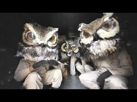 Owls: In A Truck (Adult Swim Bump)