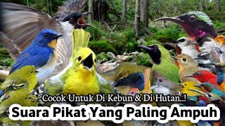 Download lagu Suara Pikat Burung CIPOH RIBUT. Kombinasi BURCIL. Auto Langsung Turun mp3