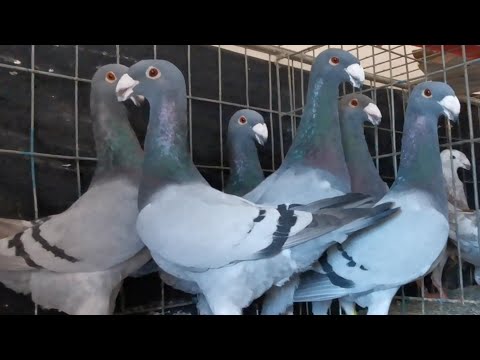 , title : 'Top 10 gorgeous german beauty homer pigeons | beautiful beauty homer pigeon in the world'