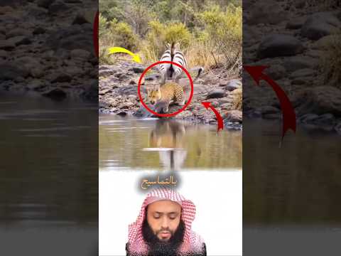 لقطة لا تُصدق: حمار وحشي يقلب الطاولة على الفهد! 🦓🐆#طبيعة #حياة_برية #حيوانات