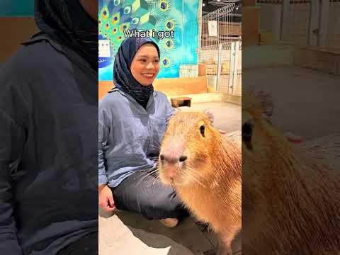 Heart to Heart with Capybara