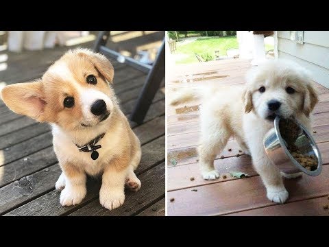 💗Aww - Cute Dog and Cat Compilation 2019💗