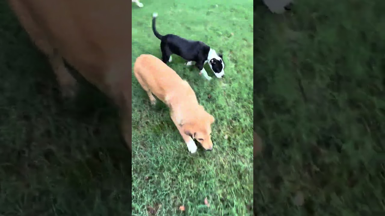 Enlarge Tessa, an adopted mixed breed in Berthoud, CO video 1/3