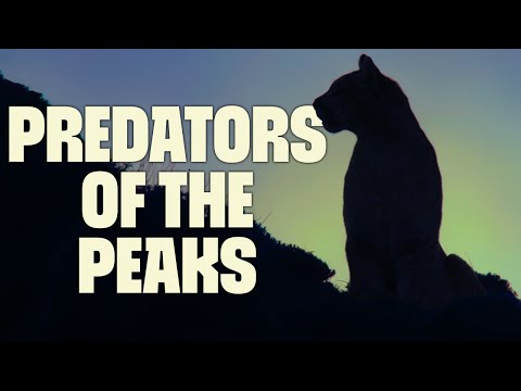 High Altitudes, Fierce Challenges | FULL DOCUMENTARY | Wild Argentina | @UltimateNatureDocs